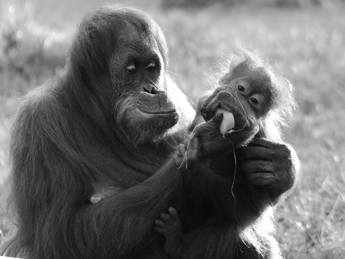 Nachwuchs bei den Sumatra-Orang-Utans im Zoo Dortmund. (November 2008)