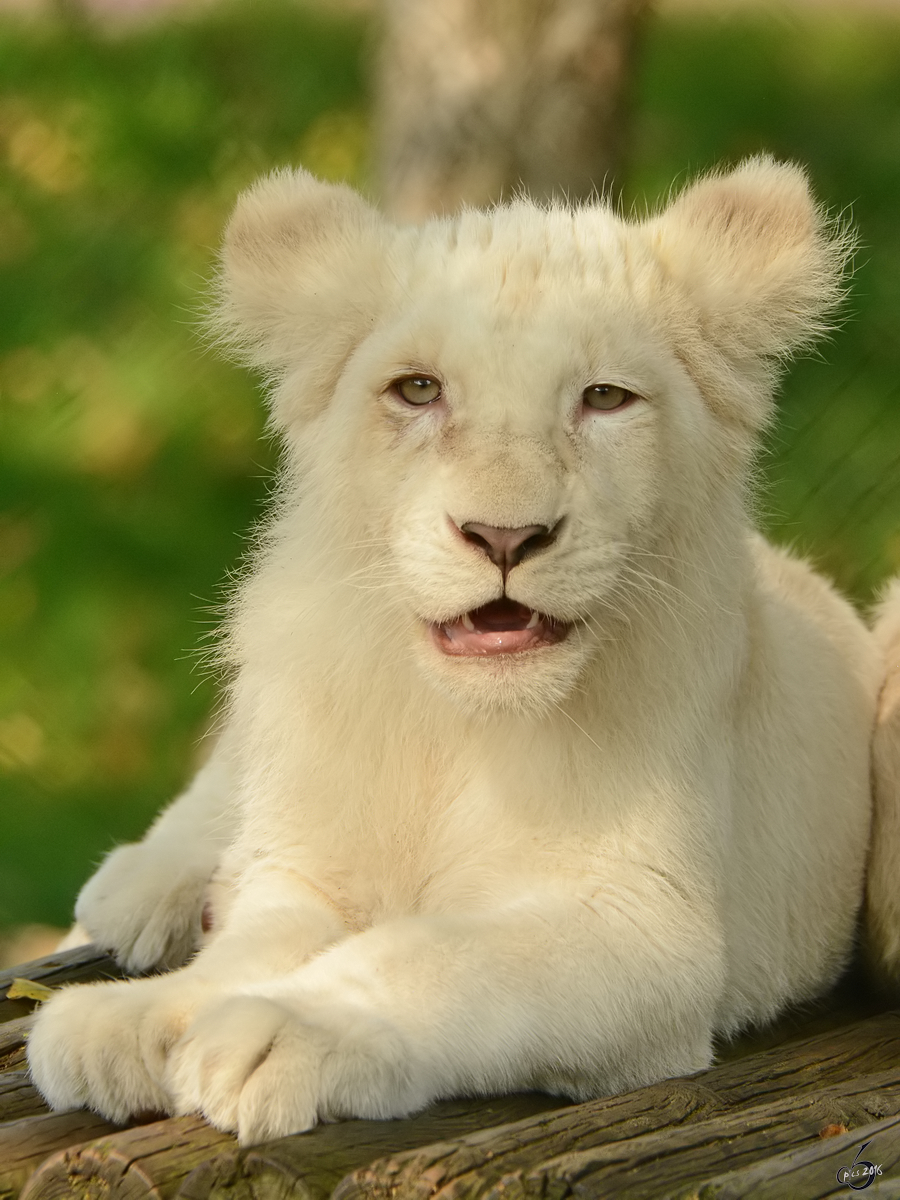 Nachwuchs bei den weien Transvaal-Lwen im Zoo Safaripark Stukenbrock. (Oktober 2014)