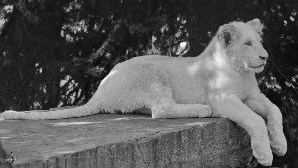 Nachwuchs bei den weien Transvaal-Lwen im Zoo Safaripark Stukenbrock. (Oktober 2014)