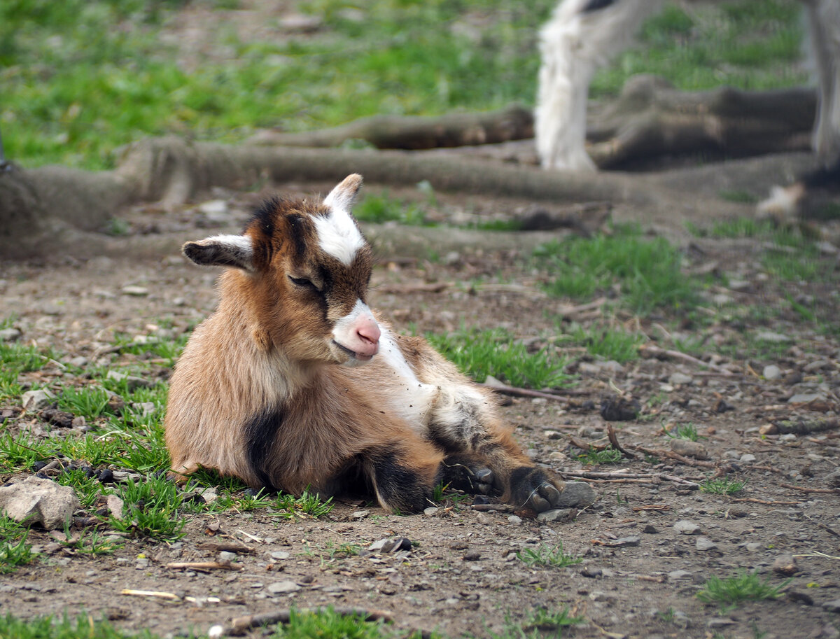 Nachwuchs im Tiergehege Zeulenroda. Zwergziege. Foto 3.3.24