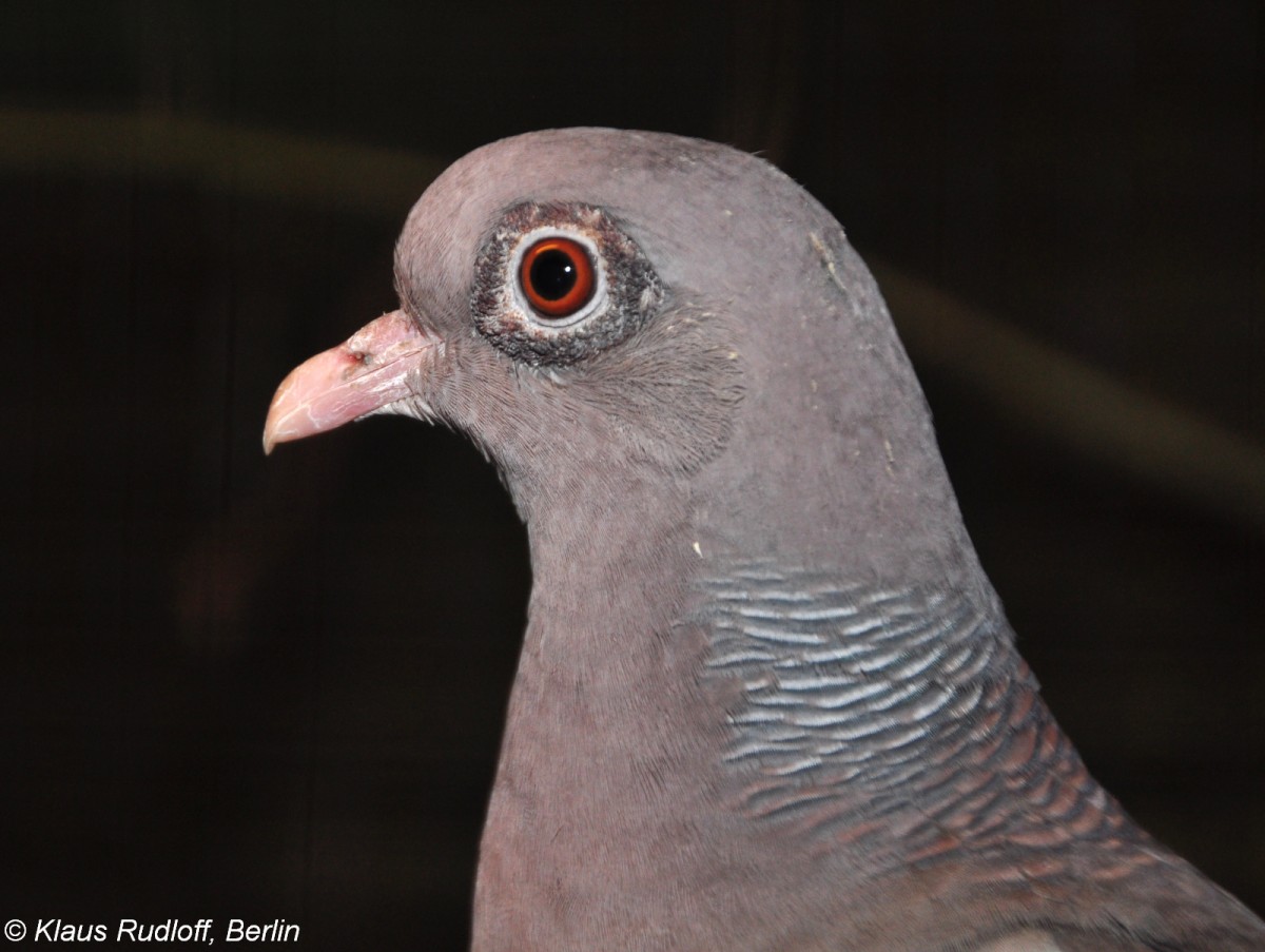 Nacktaugentaube (Columba corensis) auf der Landesvogelschau Recklinghausen (Januar 2014).