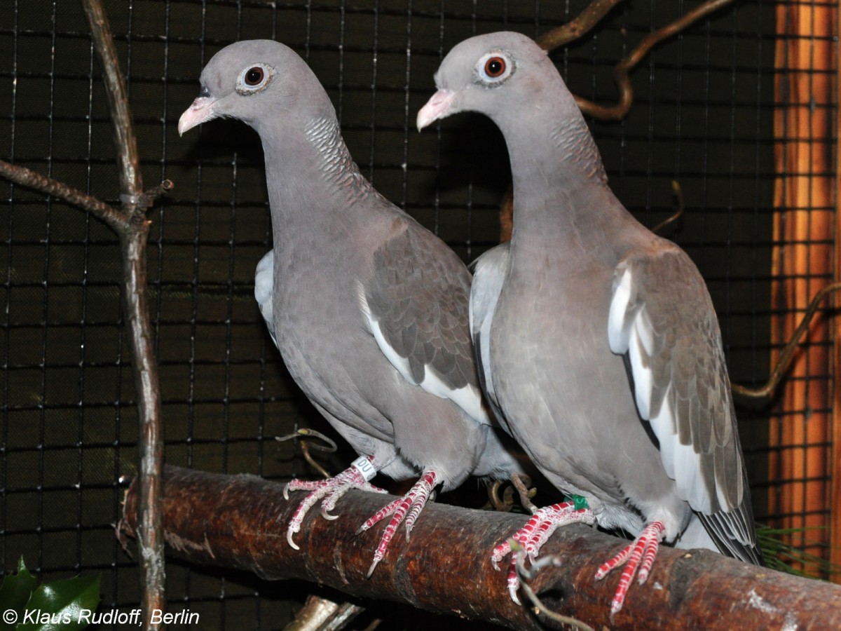 Nacktaugentaube (Columba corensis) auf der Landesvogelschau Recklinghausen (Januar 2014).