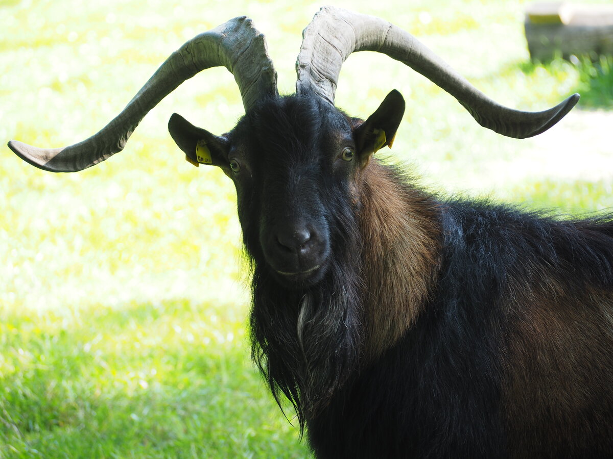 Nahaufnahme eines im Tierpark Dessau lebende Ziege. Aufgenommen im August 23. 