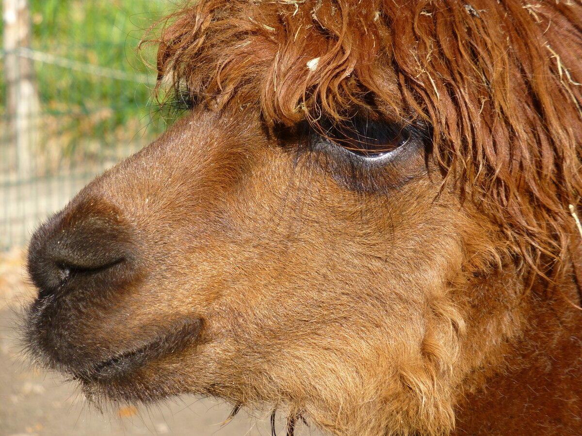 Nahaufnahme eines im Tierpark Nordhorn lebenden Lama (Lama guanicoe f. glama). Aufgenommen im Nov.2012