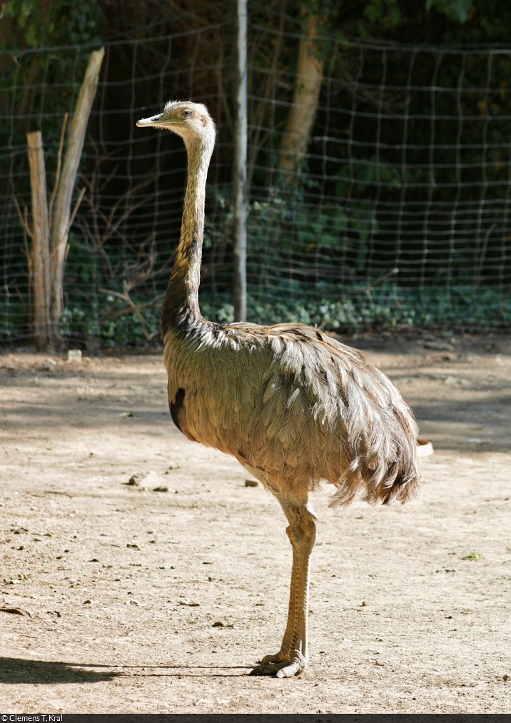 Nandu (Rhea americana) im Zoo Aschersleben.

🕓 16.7.2022 | 17:41 Uhr