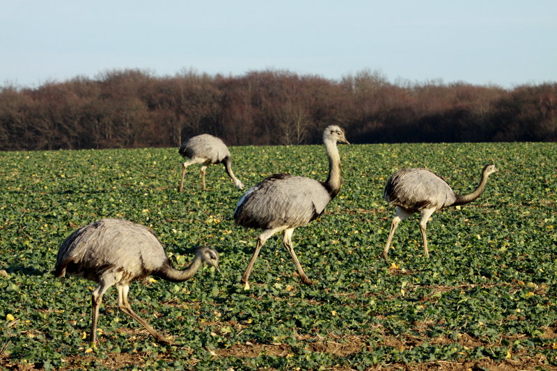 Nandus auf einem Rapsfeld bei Utecht; 30.12.2013