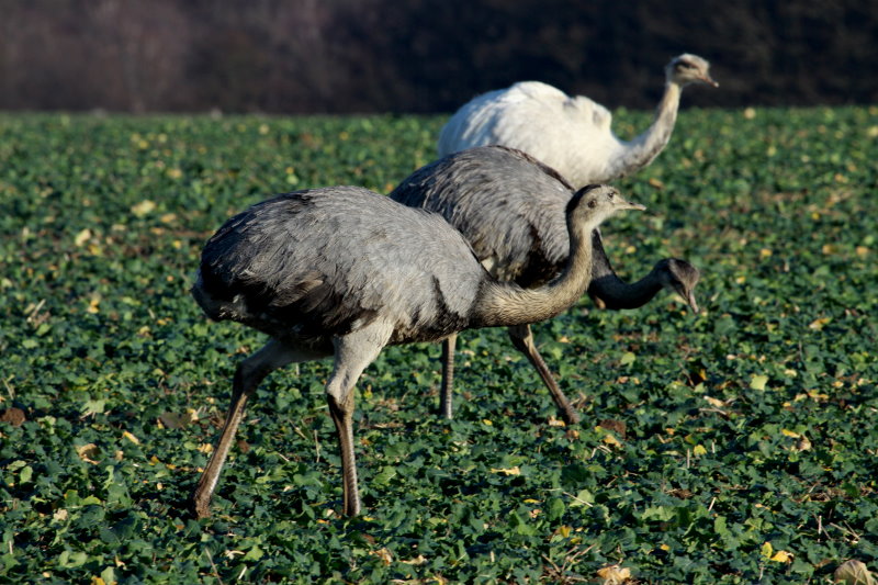 Nandus auf einem Rapsfeld bei Utecht; 30.12.2013