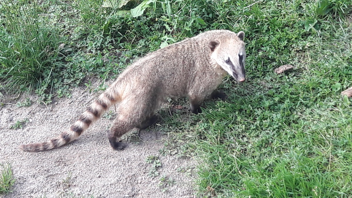 Nasenbr, Verbreitung in Sd,- Mittel,- Amerika,  Hat eine Krperlnge  40-68 cm, ein Gewicht bis 5,5kg, kann bis zu 14 Jahre alt werden. Gesehen im Park bei Krzen am 05.07.2020