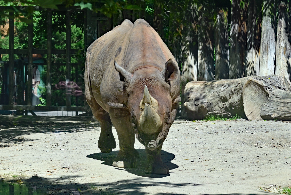 Nashorn in seinem Gehege im Klner Zoo  - 14.06.2022