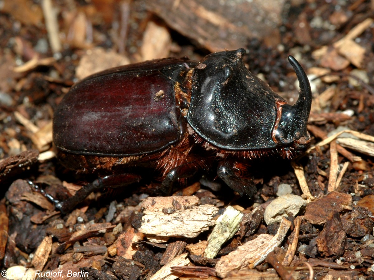 Nashornkfer (Oryctes nasicornis). Mnnchen im Tierpark Cottbus (2007).