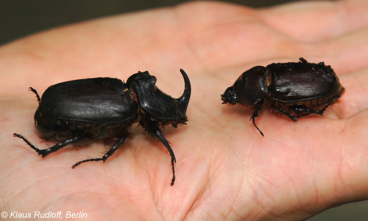 Nashornkfer (Oryctes nasicornis). Paar im Tierpark Cottbus (2007).