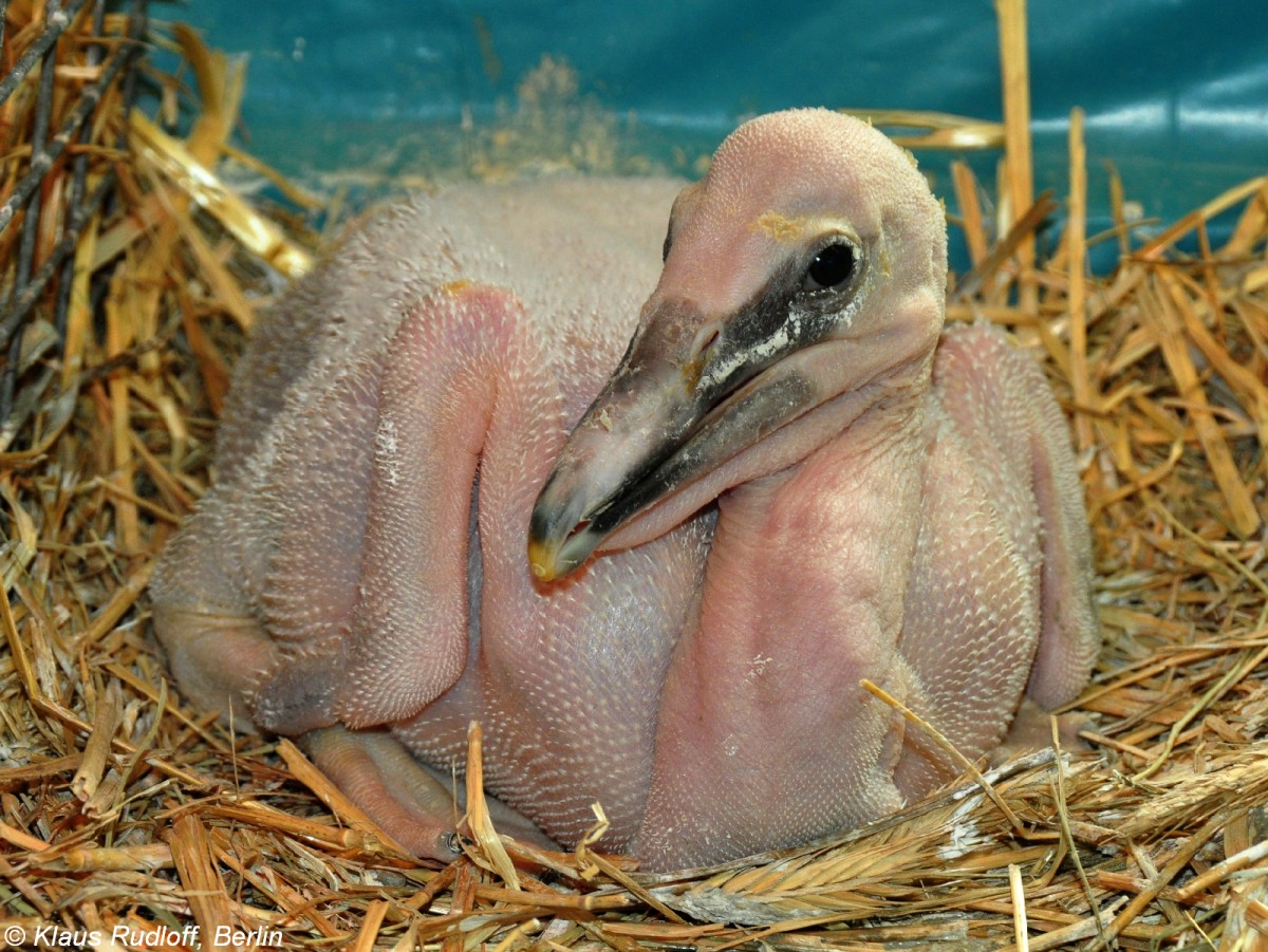 Nashornpelikan (Pelecanus erythrorhynchos). Jungtier im Tierpark Berlin