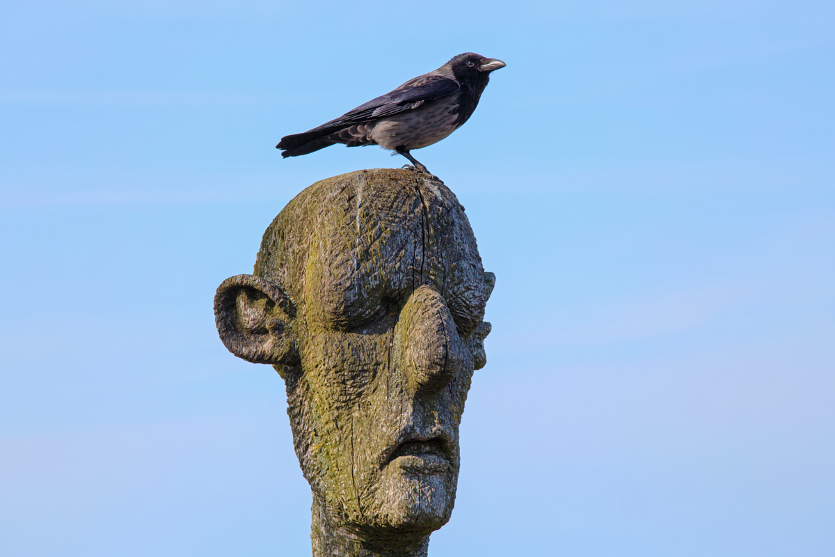 Nebelkrhe auf dem Kopf einer Skulptur des Caspar-David-Friedrich-Bildwegs in Greifswald Wieck. - 03.05.2015