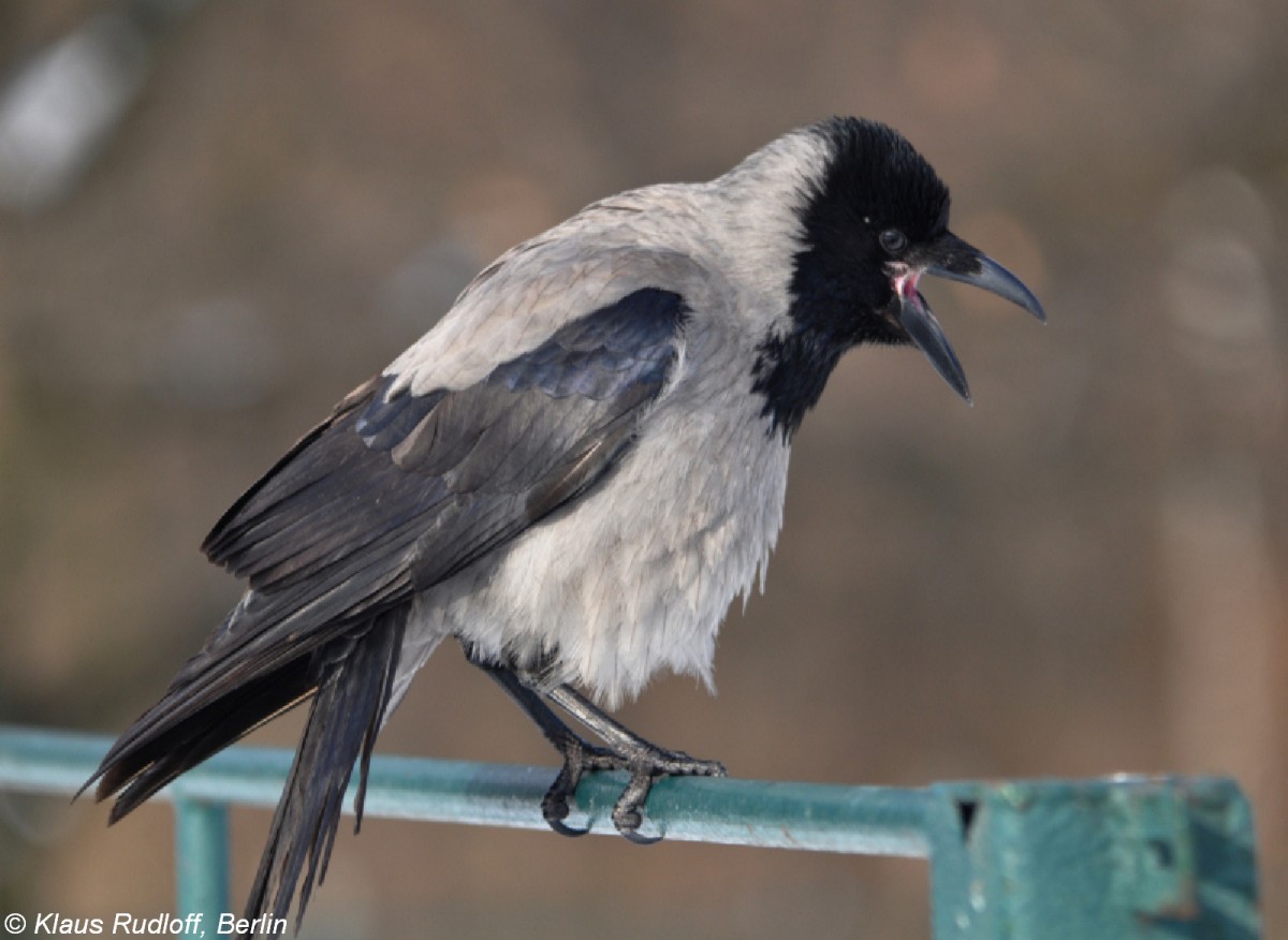 Nebelkrhe (Corvus cornix) im Tierpark Berlin. 