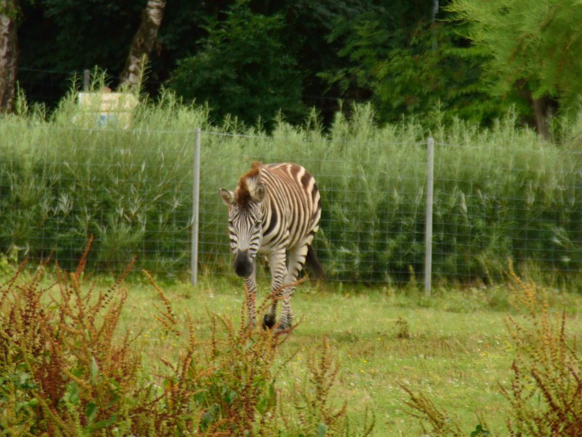 Nein nicht Afrika.....Schwarzach, im kleinen Odenwald.
Da findet man das Zebra....9.8.2013