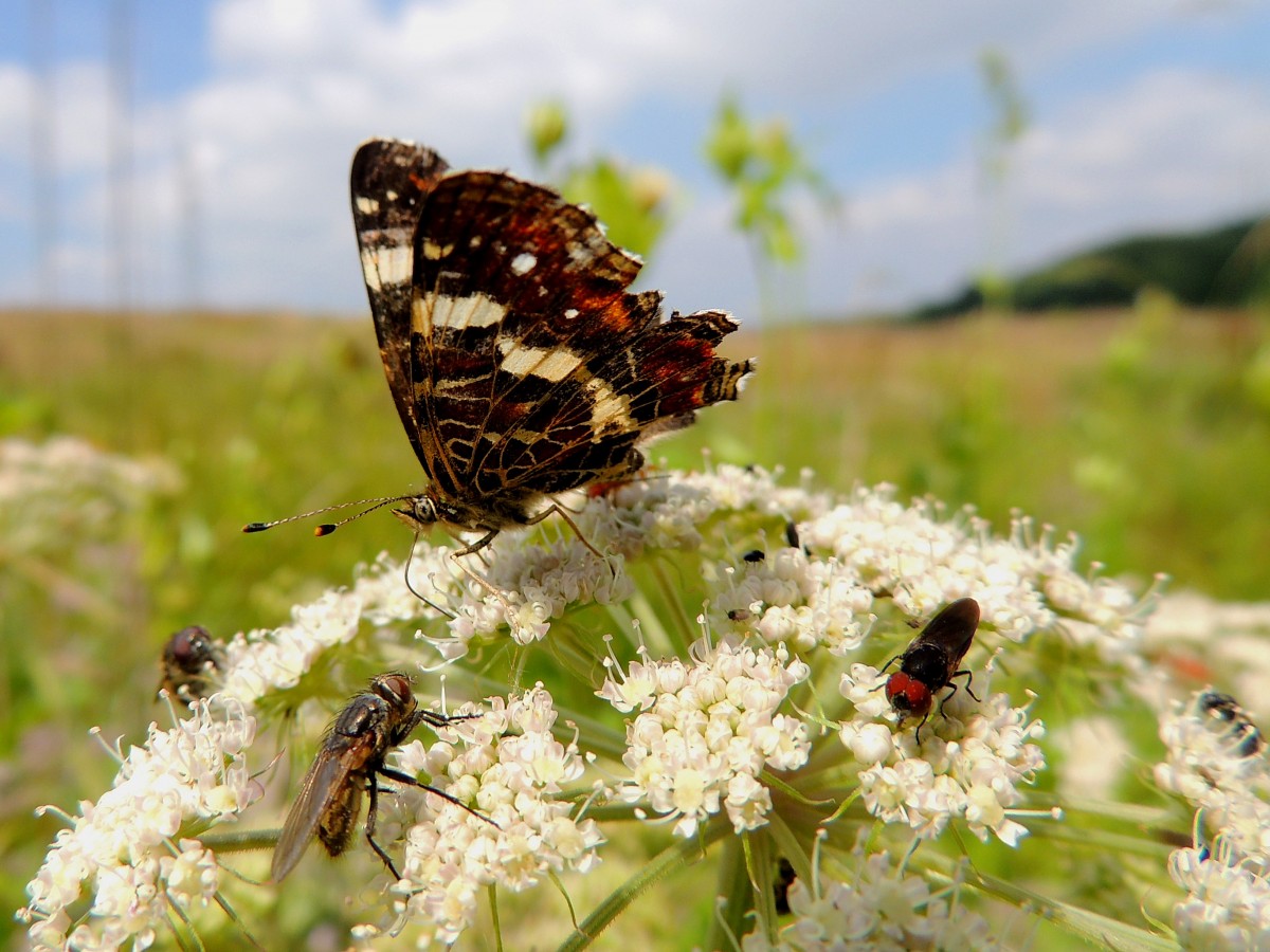  Nektar fr alle ; scheinen sich diese Insekten einig zu sein; 140801