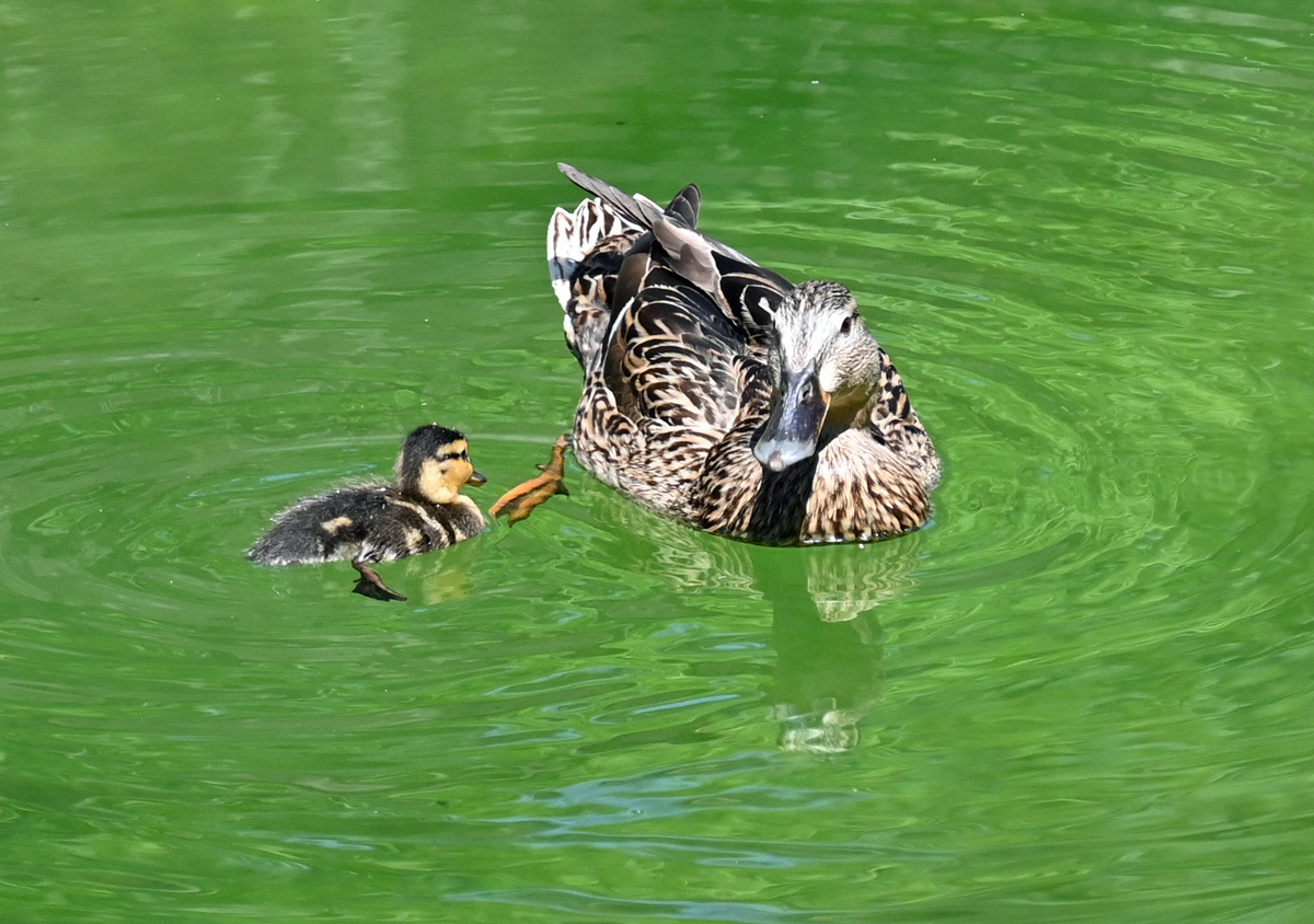 Nervenstarke Stockente mit Kken im Wassergraben des Tigergeheges im Klner Zoo - 16.06.2022