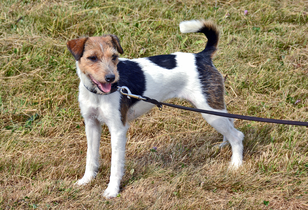 Netter Glatthaar-Foxterrier am Flugplatz Wershofen - 03.09.2016