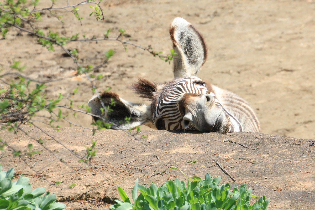 Neugierig schaut das Zebra ber die Mauer im Gehege. Wilhelma in Stuttgart am 01.05.2019. 