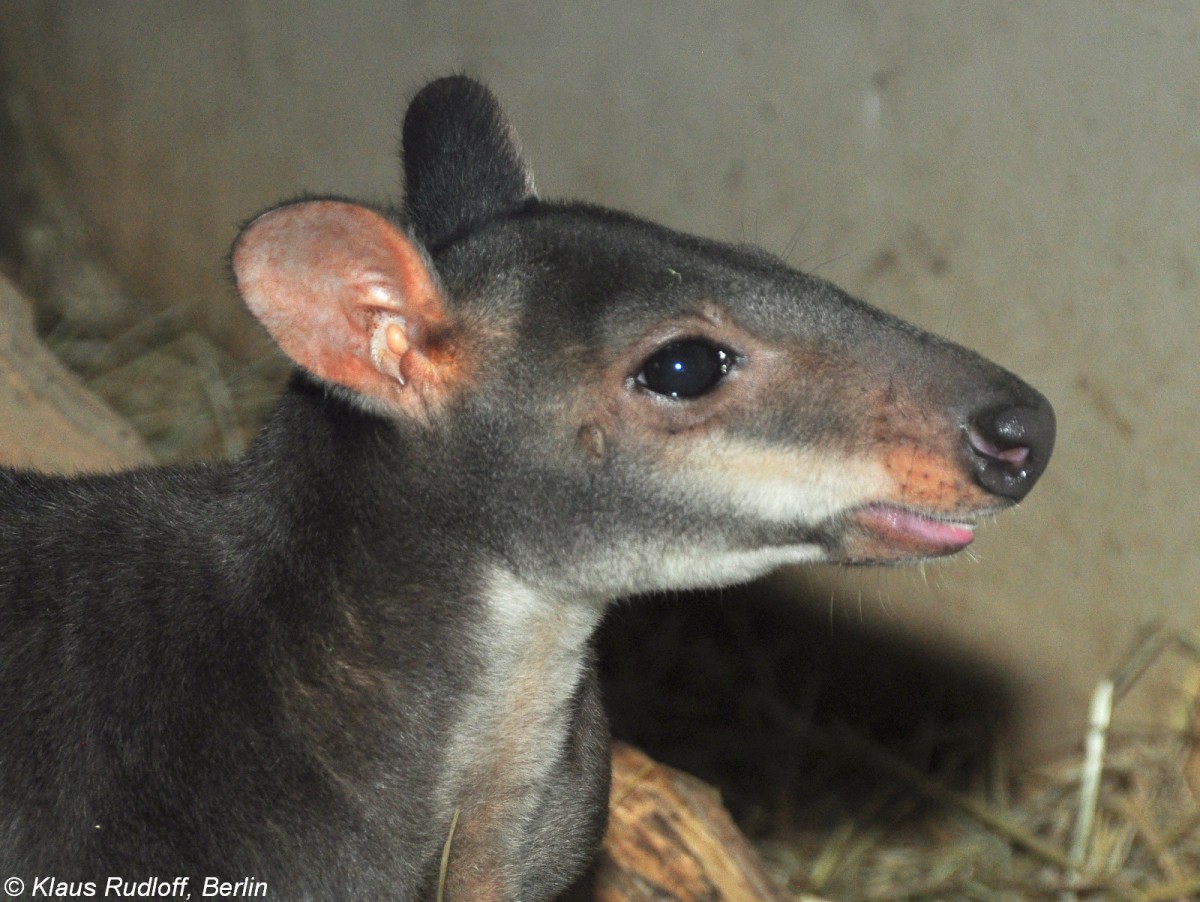 Neuguinea-Filander (Thylogale brunii) im Zoo und Botanischen Garten Pilsen (Plzen, Juni 2015). 