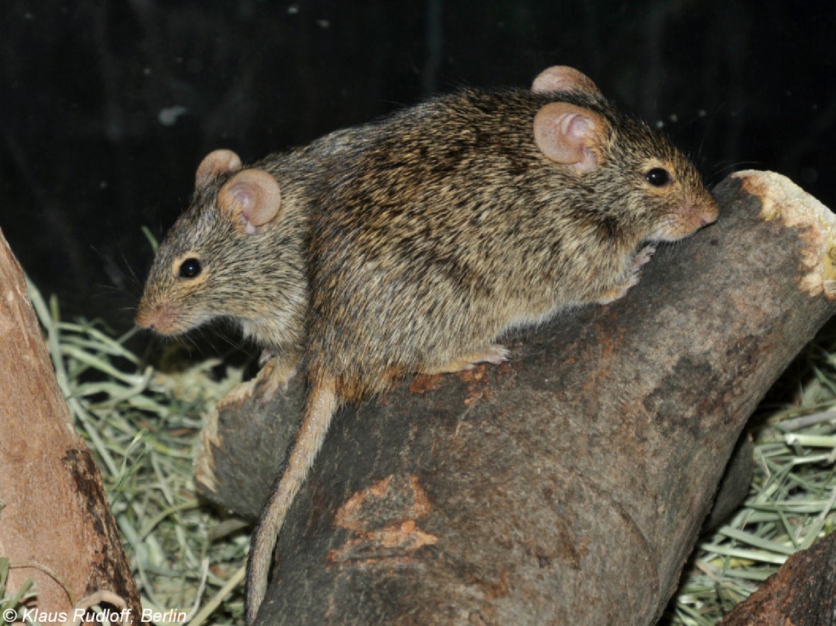 Neumanns Grasrate (Arvicanthis neumanni) im Tierpark Berlin (2010).