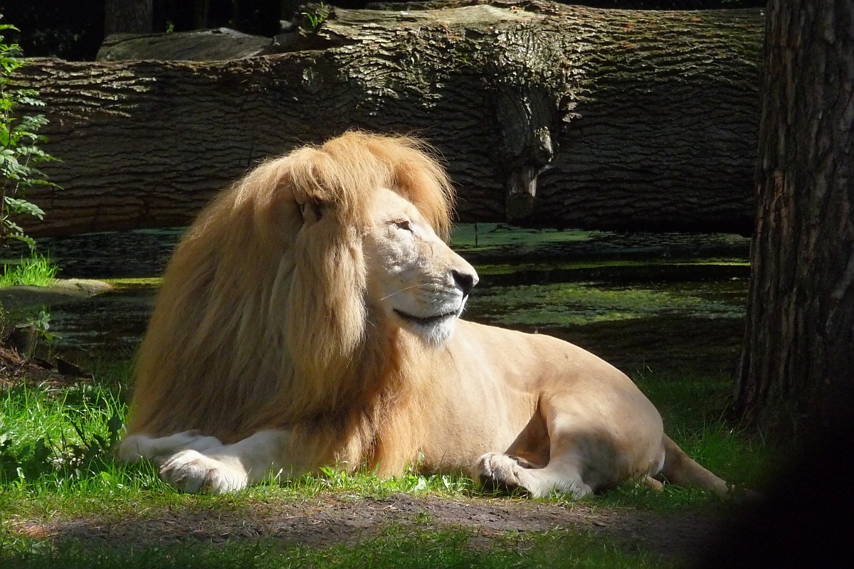 (nicht ganz so) Weißer Löwe im Serengetipark, 9.9.15