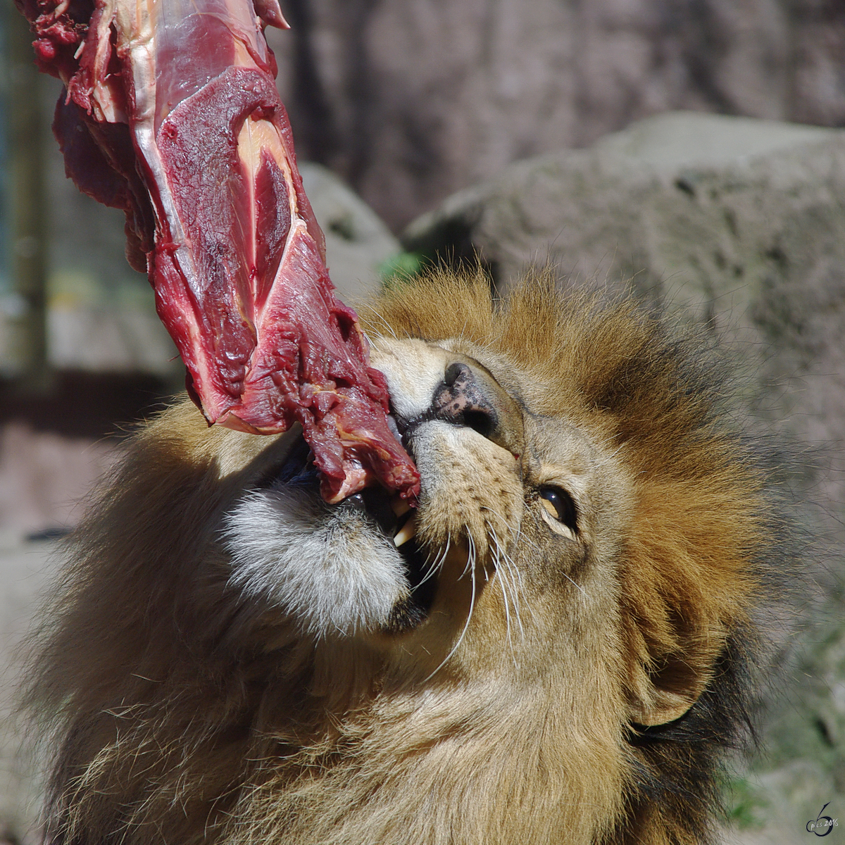 Nicht Medium sonder äußerst blutig sollte das Steak für den Löwen ausfallen. (April 2009)