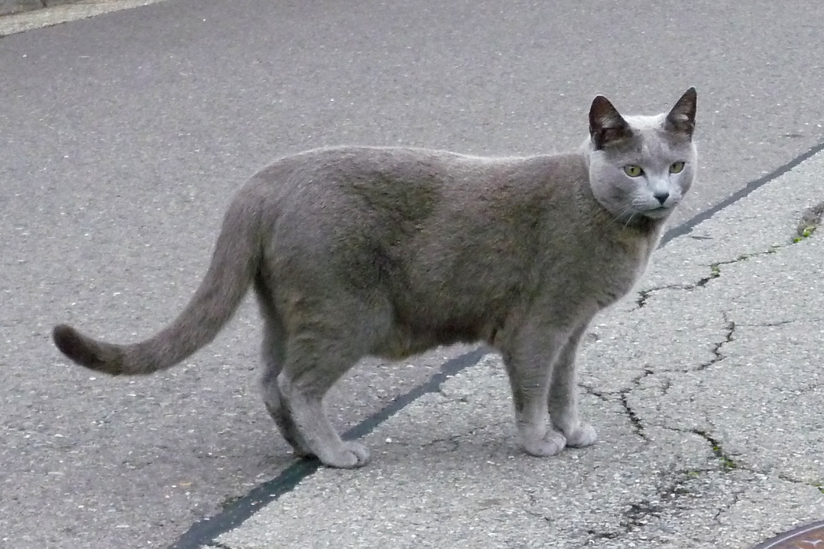 Nicht nur Nachts sind manche Katzen grau...

7.10.13