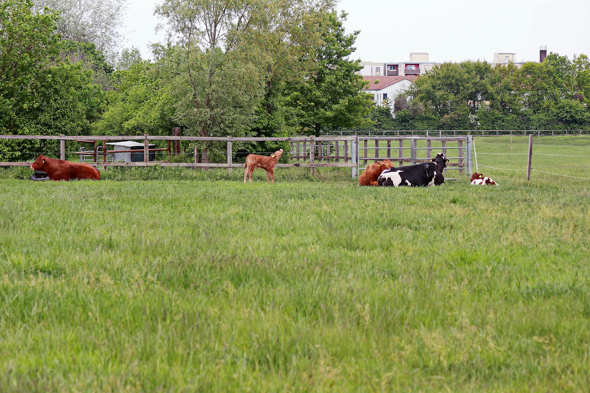 Nicht nur der Nachwuchs bei den Limousin-Rinder vom Milchhof in Berlin sind hier im Landschaftspark Rudow-Altglienicke am 10. Mai 2020
