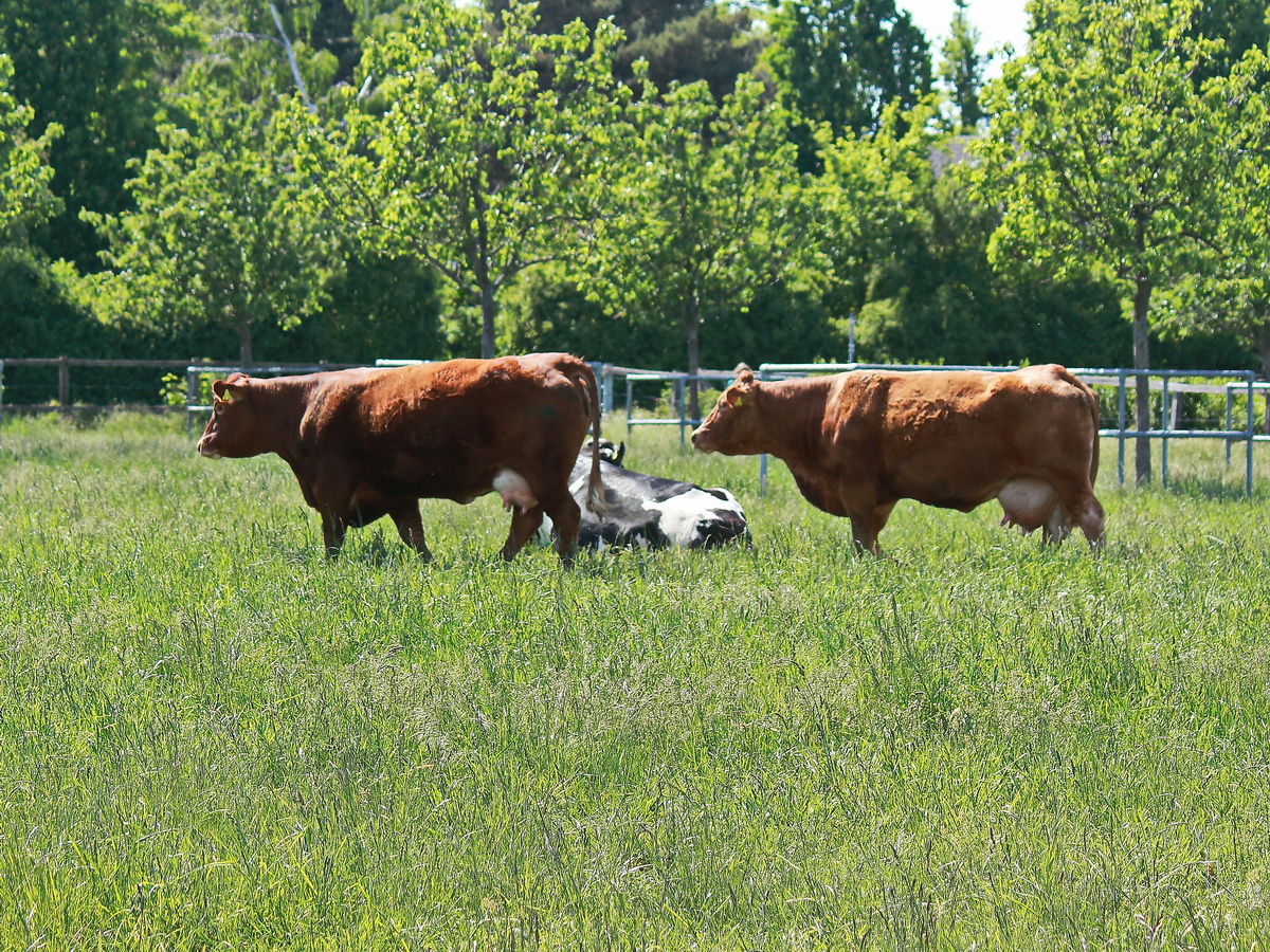 Nicht nur Wasserbüffel sind im Landschaftspark Rudow-Altglienicke am 21. Mai 2020 zu sehen, auch Rinder in verschiedenen Arten.