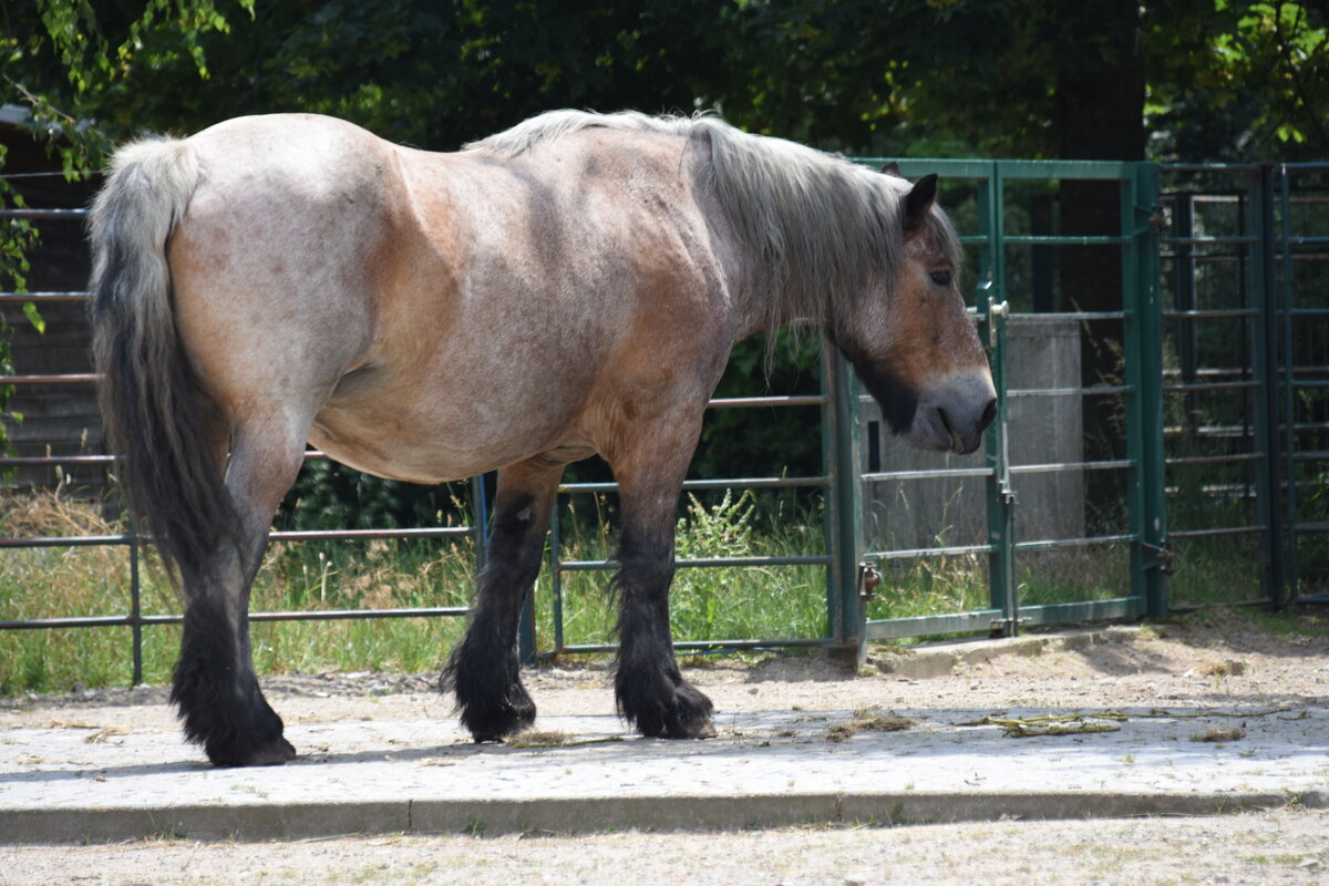 Niederlndisches Kaltblut im Tierpark Berlin (BERLIN/Deutschland, 21.06.2019)