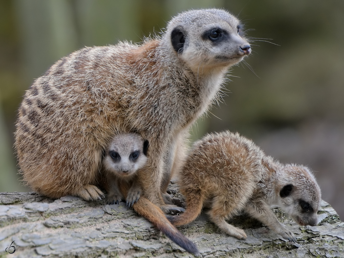 Niedliche Erdmnnchen drfen natrlich in keinem Zoo fehlen. (Dresden, April 2017)