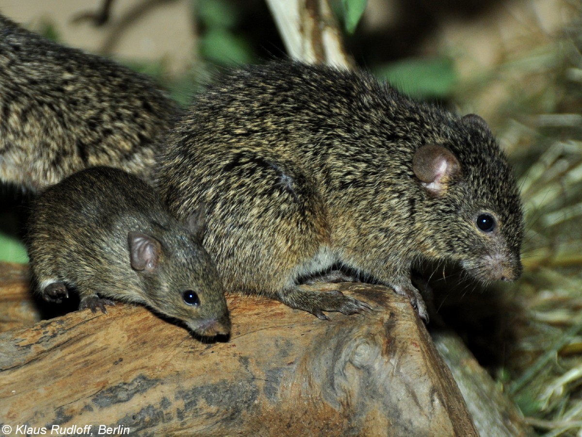 Nil-Grasratte oder Kusuratte (Arvicanthis niloticus niloticus) im Zoo und Botanischen Garten Pilsen (Plzen, Juni 2015.