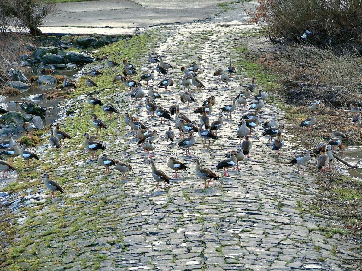 Nilgnse am Hatzenporter Moselufer (26. Dezember 2014).
Dort wo noch vor wenigen Jahren eine Vielfalt von Wasservgeln beobachtet werden konnte, dominieren heute die Nilgnse. Allein Schwne knnen sich noch gut behaupten. Die brigen Wasservgel wurden von den aggressiven Nilgnsen stark zurck gedrngt.