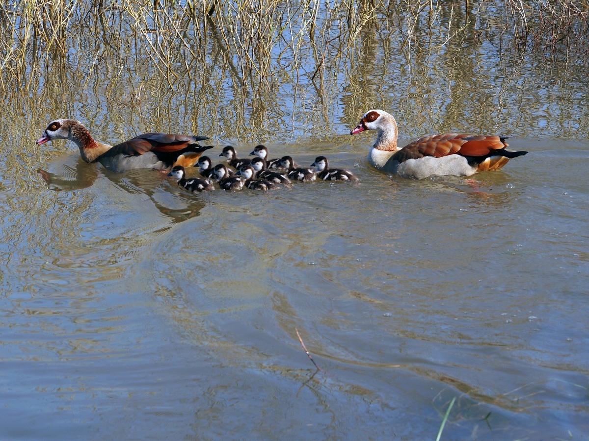 Nilgnse mit Kken auf der Mosel vor Niederfell (5. April2015)