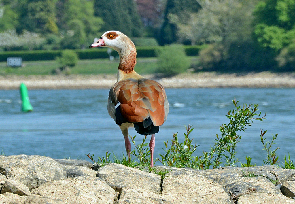 Nilgans am Rheinufer bei Oberwinter - 12.04.2014