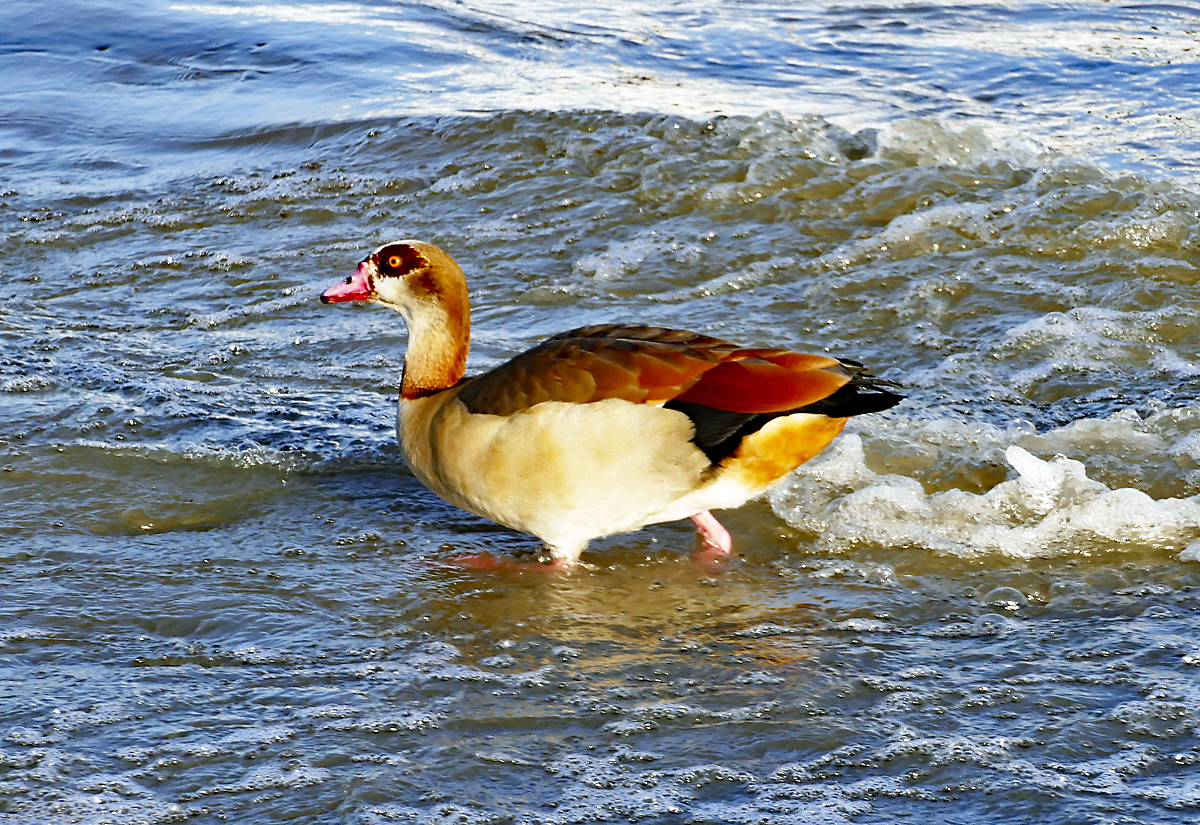 Nilgans am Rheinufer in Bonn - 27.01.2018