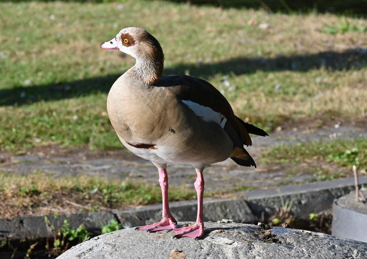 Nilgans am Teich im Freizeitpark Rheinbach - 06.09.2022