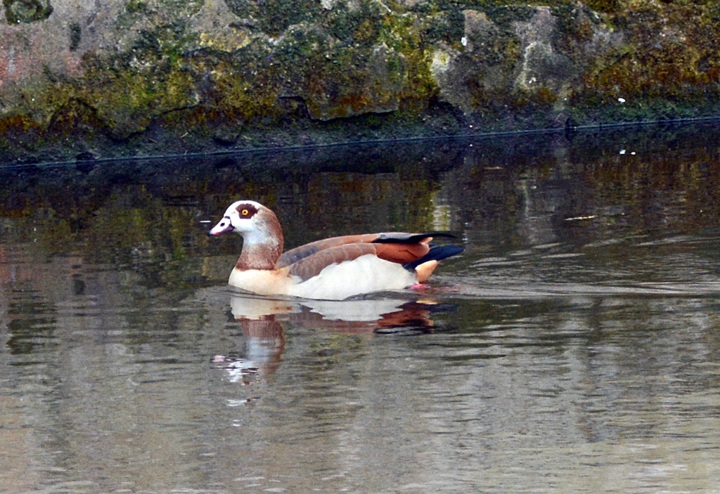 Nilgans an der Wasserburg Redinghoven in Erftstadt-Friesheim - 19.03.2014