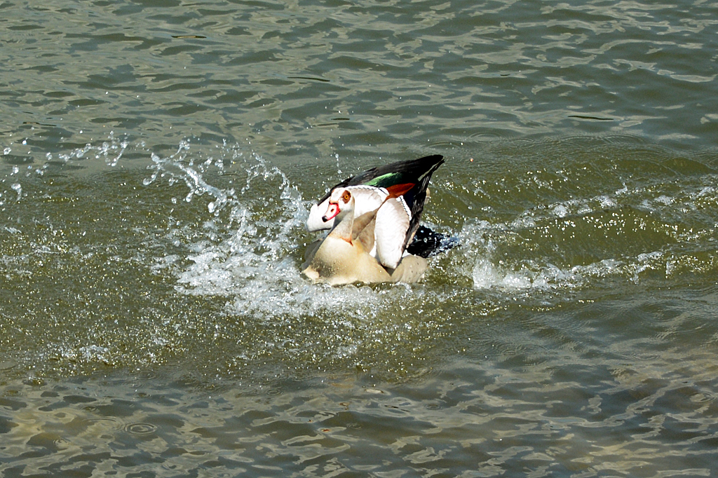 Nilgans bei der Landung im Rhein bei Bonn-Mehlem -31.05.2014