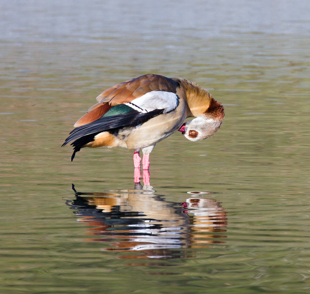 Nilgans beim Putzen des Gefieders am 13.01.2022 im Inselsee im Stuttgarter Rosensteinpark. 