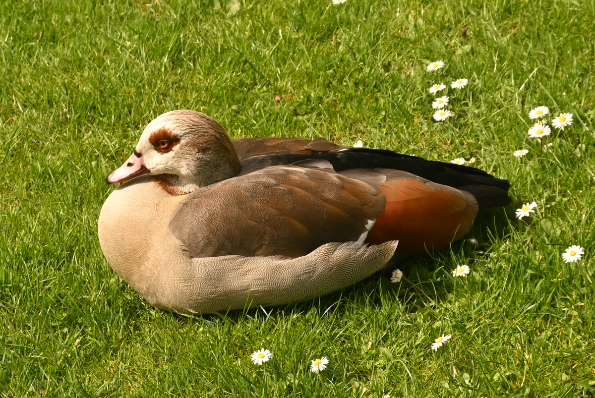 Nilgans beim Relaxen zwischen Gnseblmchen - 20.04.2025