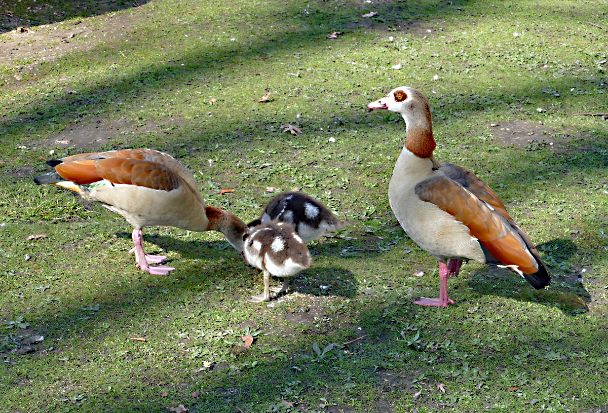 Nilgans-Familie am Schlo Gracht in Erftstadt-Liblar - 19.03.2020