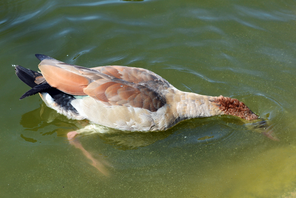 Nilgans mit  Kopf unter  im Freizeitpark Rheinbach - 31.07.2015