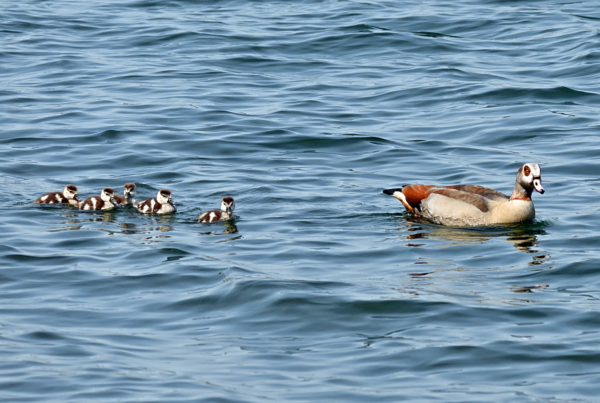 Nilgans mit Kken auf dem Zlpicher See - 21.04.2021