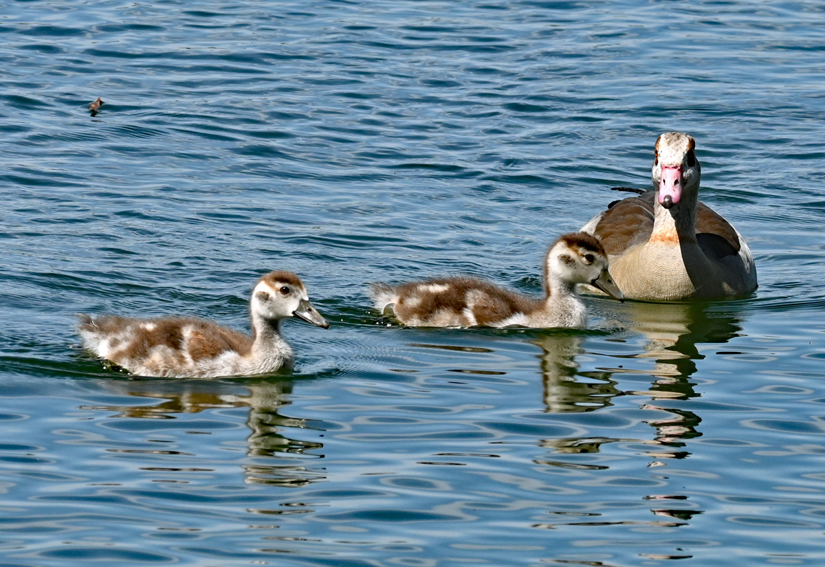 Nilgans mit Kken beim Familienausflug im Zlpicher See - 09.05.2021