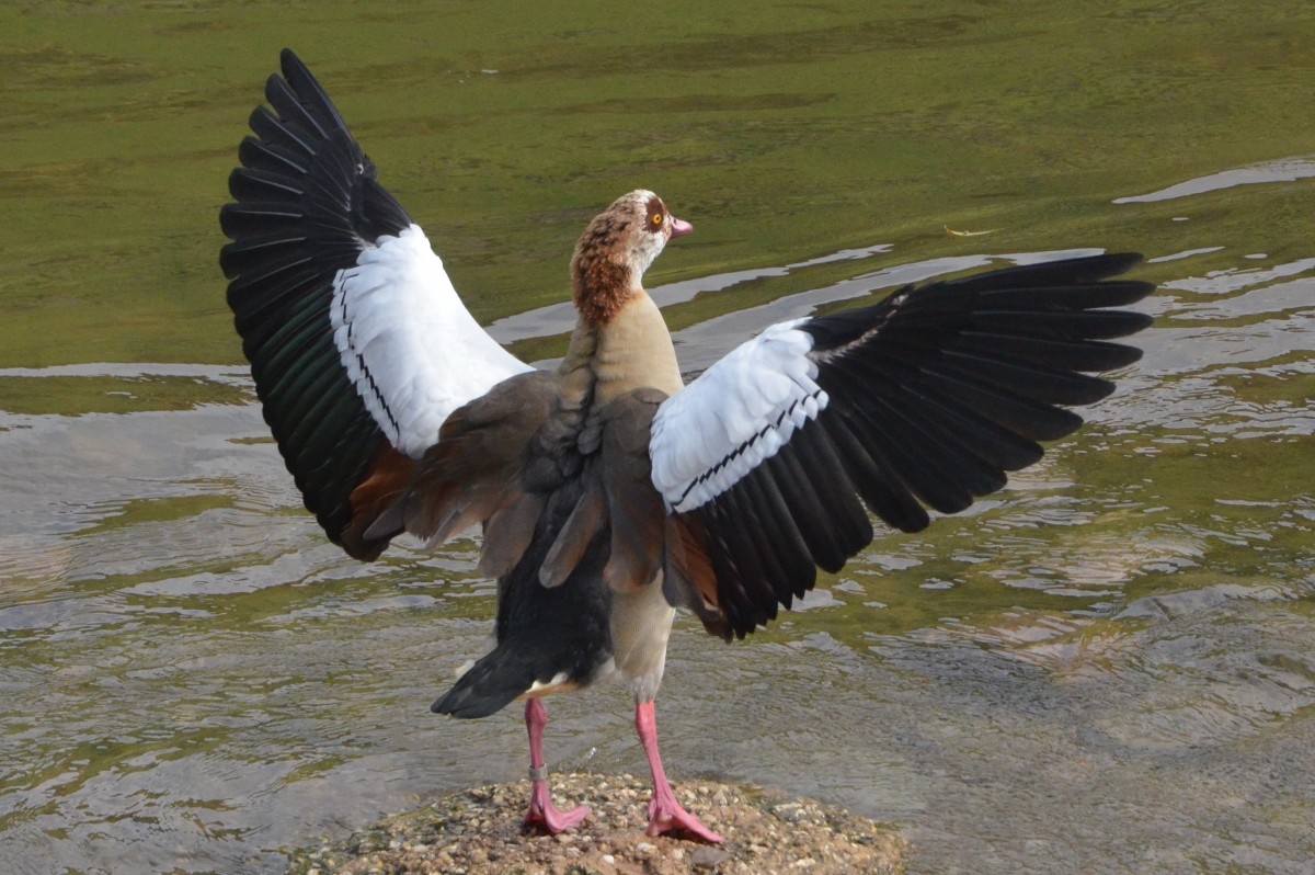 Nilgans.  Nach dem Gefiederputzen werden die Flgel ausgeschlagen.  In Pnderich am  09.10.2013 beobachtet. Die Nielgnse waren bereits den alten gyptern, Griechen und Rmern als Parkvgel bekannt. Nach Westeuropa gelangten sie im 17. und 18. Jahrhundert, wo sie anfangs in Parks, Menagerien und seit Anbeginn in den Zoos gehalten und gezchtet wurden.