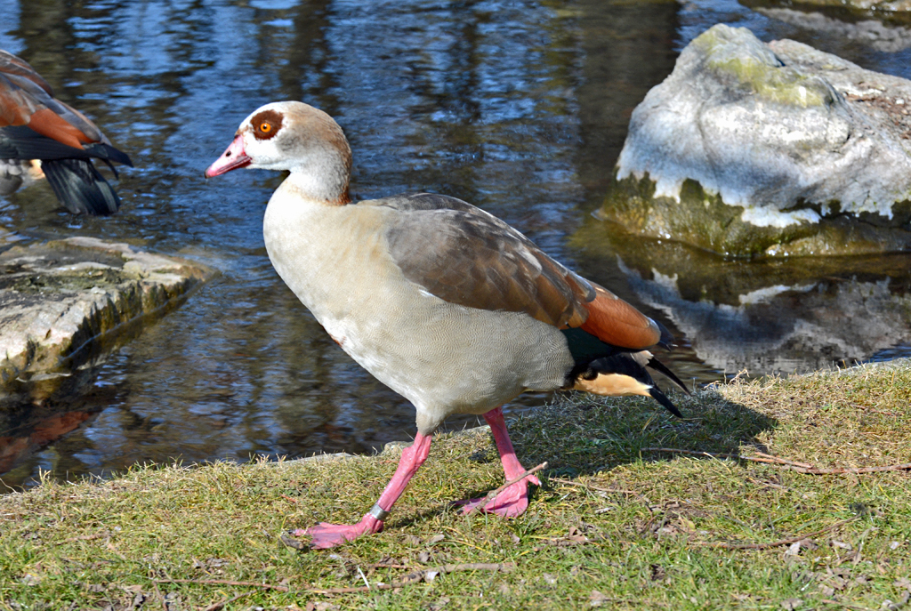 Nilgans in der Rheinaue Bonn - 14.03.2016