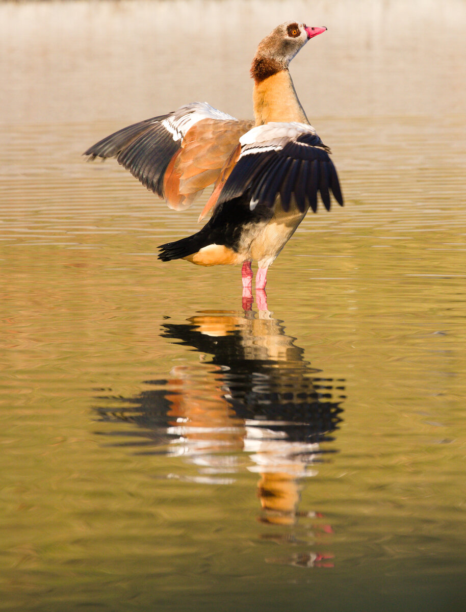 Nilgans schttelt Flgel aus im Inselsee im Stuttgarter Rosensteinpark am 13.01.2022. 