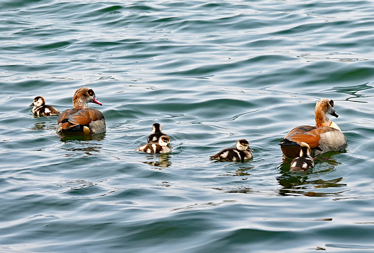 Nilgansfamilie auf dem Zlpicher See - 21.04.2021